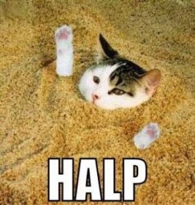 cat in sand